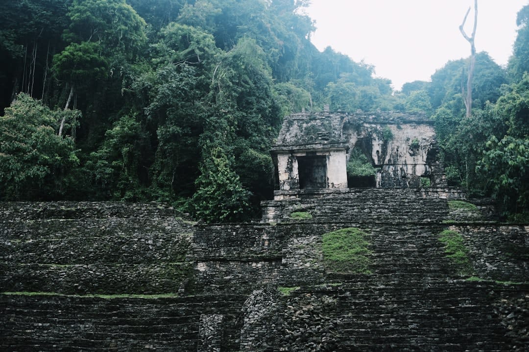 The fired brick pyramid temples of Comalcalco's Great Acropolis, their surfaces showing the distinctive ochre-red color of fired Tabasco clay, the inscribed brick sections visible in the restored walls, the cacao trees below