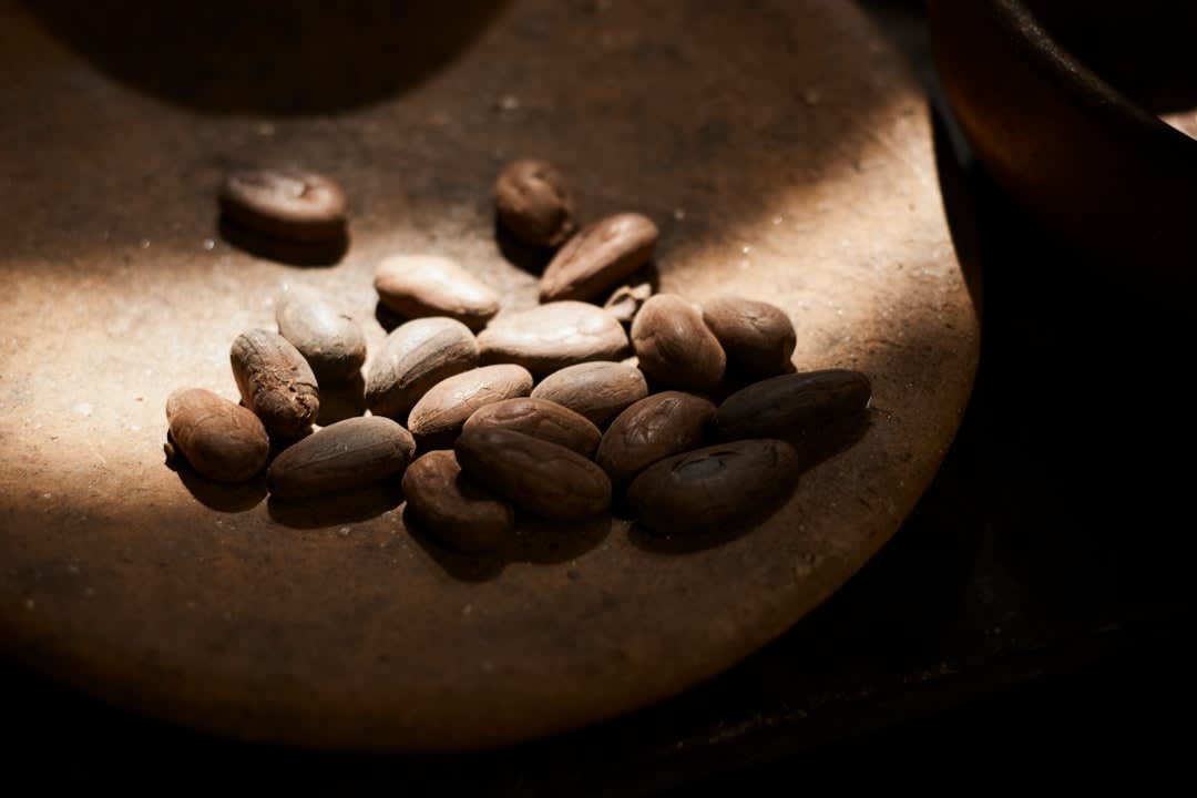 A cacao worker harvesting pods from a Tabasco cacao tree adjacent to the Comalcalco archaeological site, the football-shaped pods cut from the trunk in the traditional method, the Maya pyramids visible through the plantation trees behind