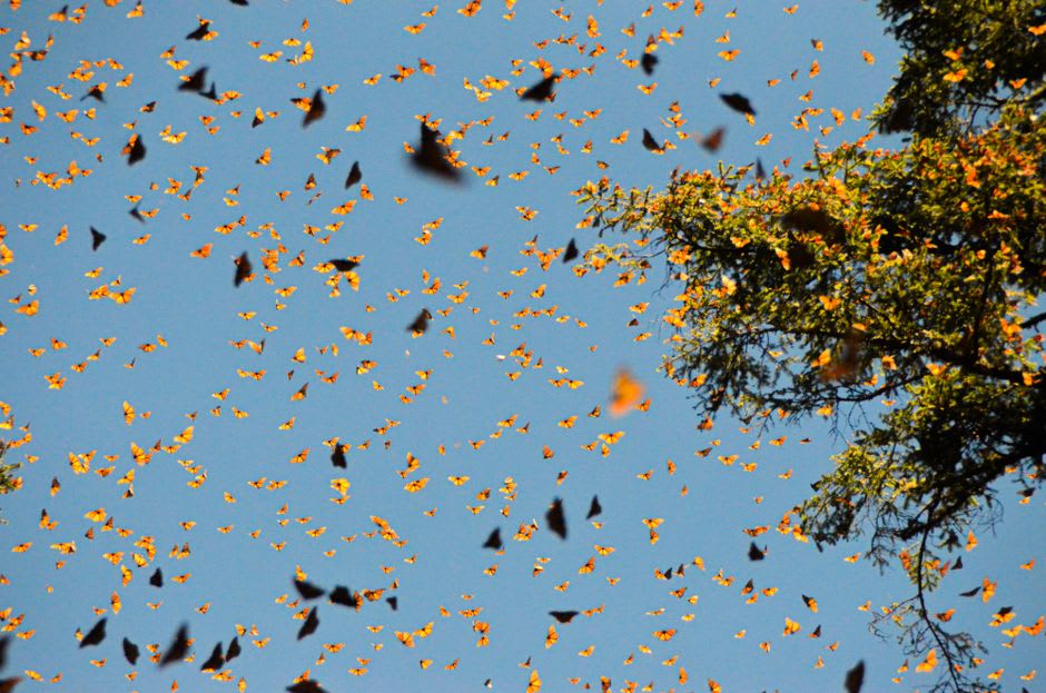 Monarch butterflies clustered on the oyamel fir branches high on Cerro Altamirano above Contepec, orange wings against the dark forest as the morning sun begins to warm them
