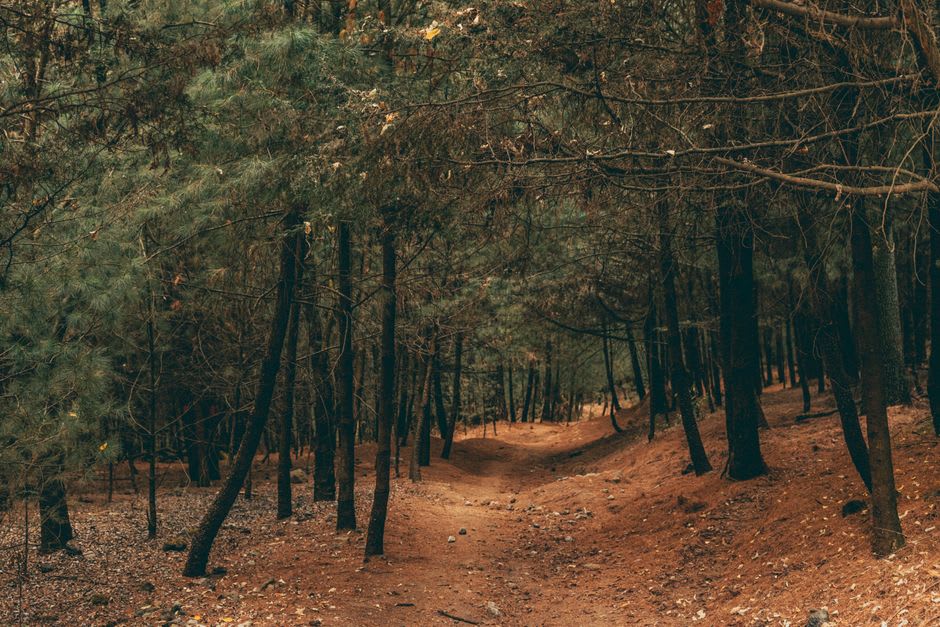 Trail through oyamel pine forest at Desierto de los Leones, shrouded in morning fog