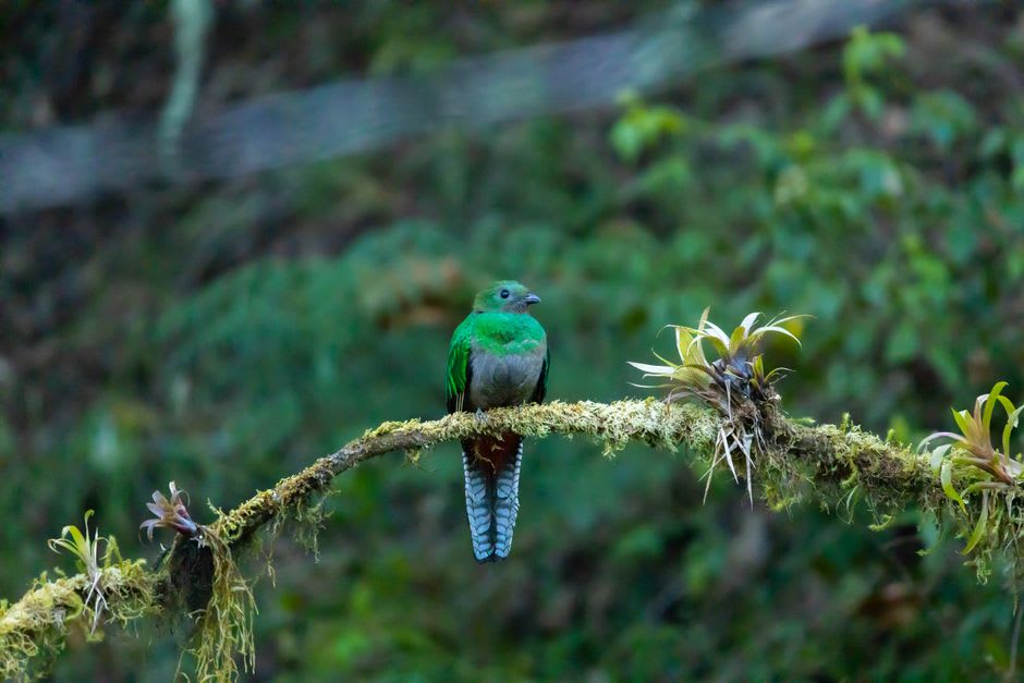 Dawn light breaking over the Sierra de Guatemala above El Cielo reserve