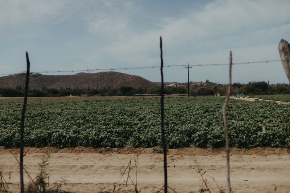 Dirt road lined with agricultural fields and desert palms in El Pescadero at golden hour, Baja hills in the distance