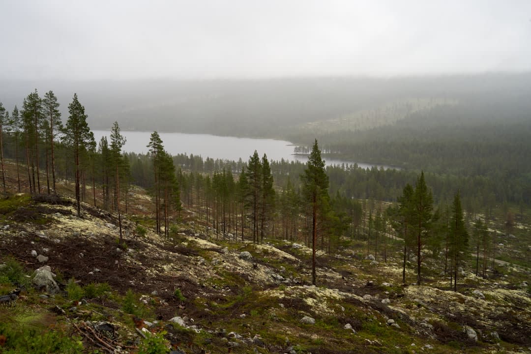 A dirt trail through pine and oak forest in the sierra above Guachochi at early morning light