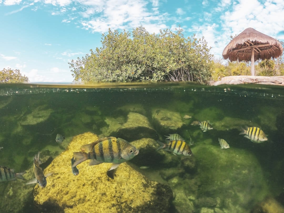 Snorkelers floating above a coral formation in the clear Pacific water of a Huatulco bay, fish visible in the green-blue depths below