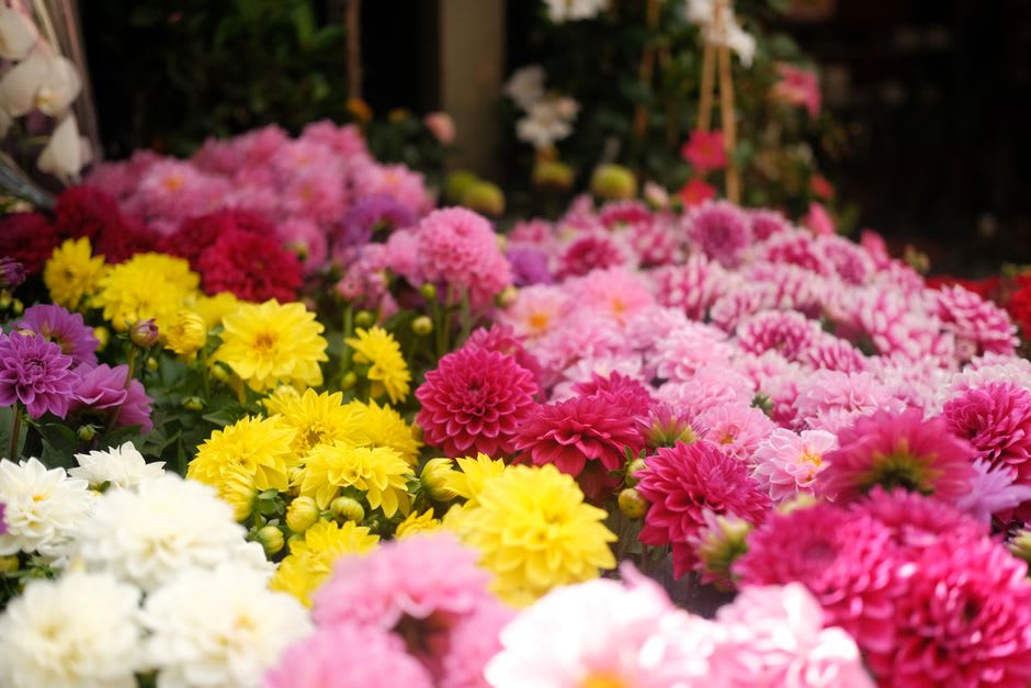 Rows of dahlia and gladiolus plants on a nursery slope above Huauchinango, Sierra Norte de Puebla