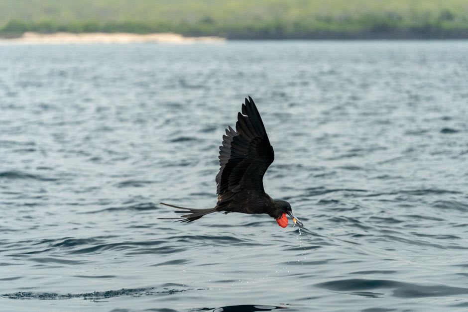 Frigatebirds and brown boobies nesting in dense colony on the low canopy of Isla Contoy