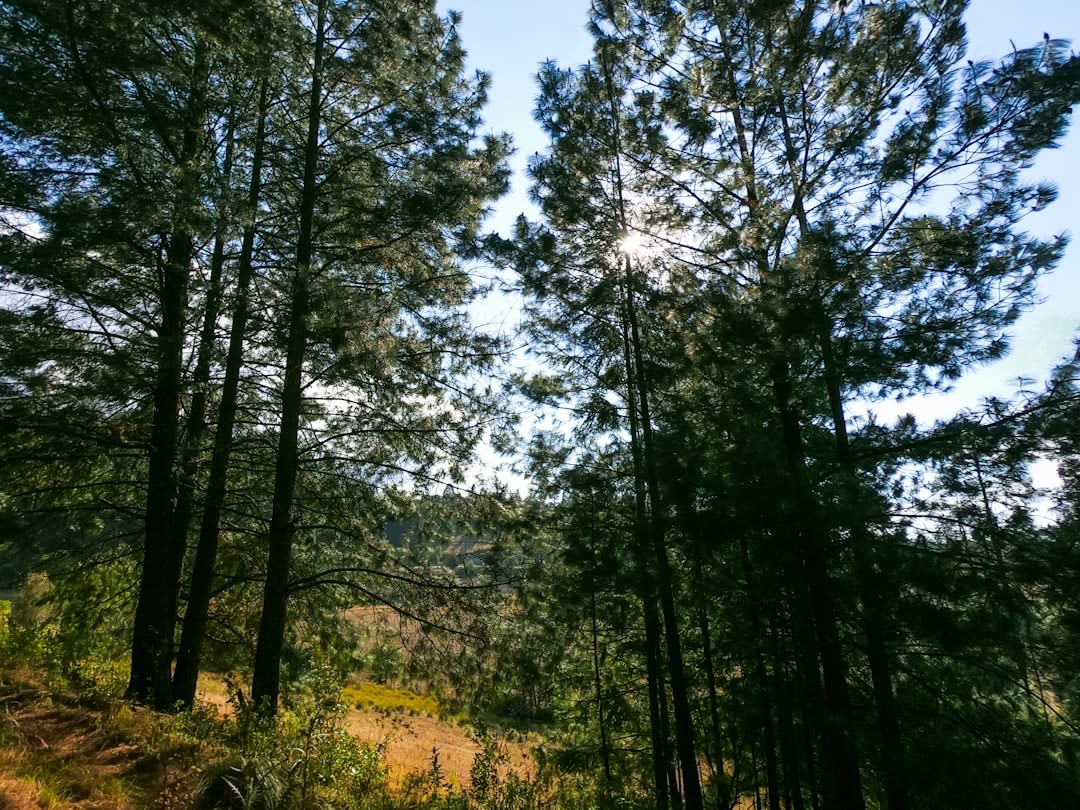 A misty cloud-forest trail thick with moss and bromeliads on the ridges above Ixtlán de Juárez