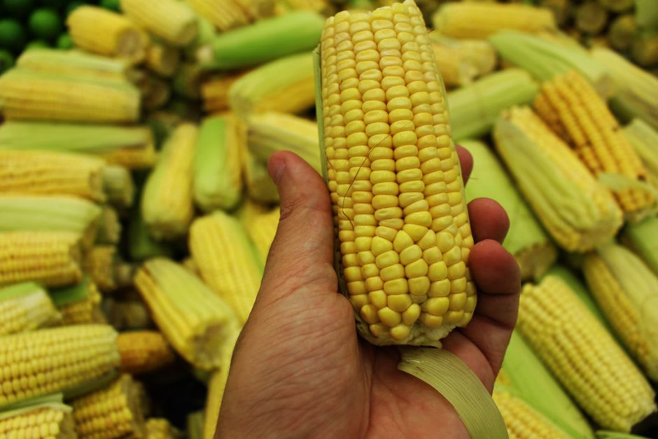 Tall stalks of maíz jaleño corn towering over a field on the outskirts of Jala