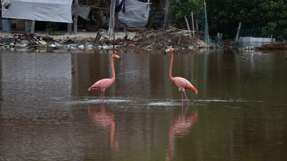 Roseate spoonbills and herons standing in the shallow lagoon at La Encrucijada at dawn, Chiapas coast