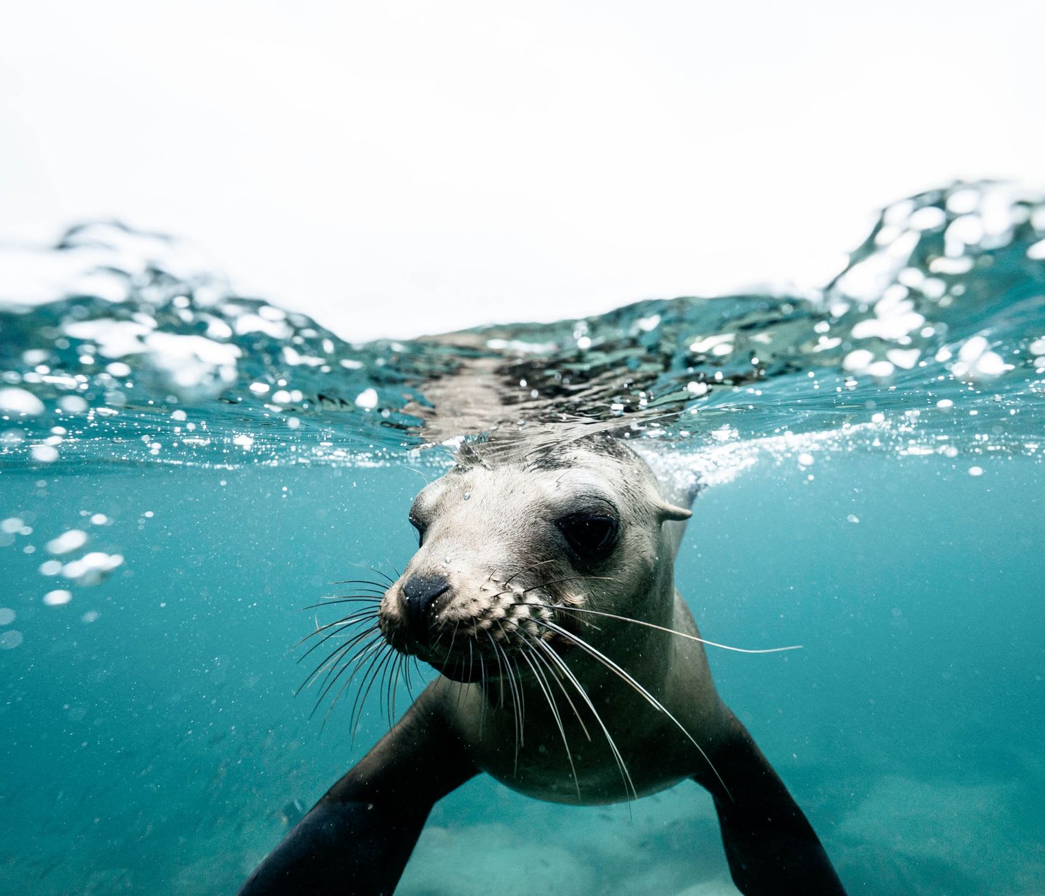 A California sea lion juvenile approaching a snorkeler underwater at Los Islotes near La Paz, the animal making eye contact from inches away in the clear blue Sea of Cortés water, the volcanic rock of the colony behind
