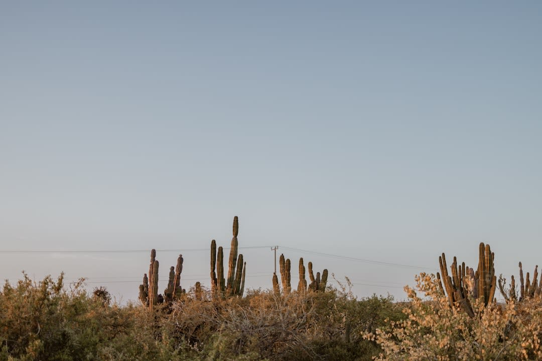 A shaded camping spot along the arroyo at La Purísima, palms reflecting in still water