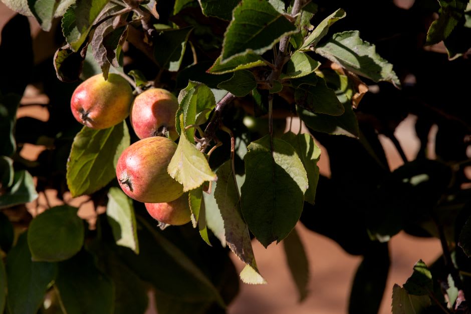 Apple orchards and pine highlands surrounding the town of Madera, Chihuahua