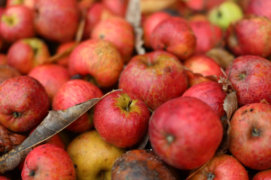 Apple orchards in autumn color near Madera with Sierra Madre pines rising behind the fruit trees