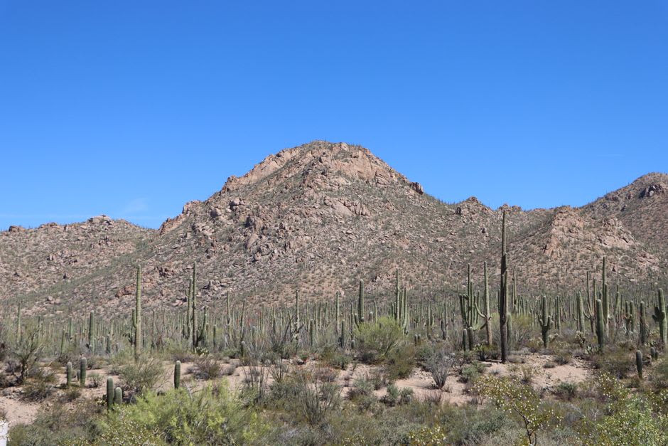 The Sonoran Desert landscape outside Magdalena de Kino: saguaro cactus and palo verde under a high blue sky