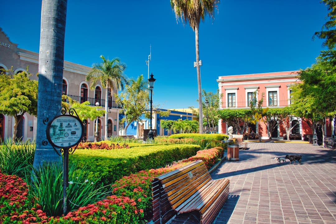 Plaza Machado in Mazatlán's historic center at dusk, its shaded square and colonial buildings illuminated under the enormous strangler fig trees, café tables filling the plaza