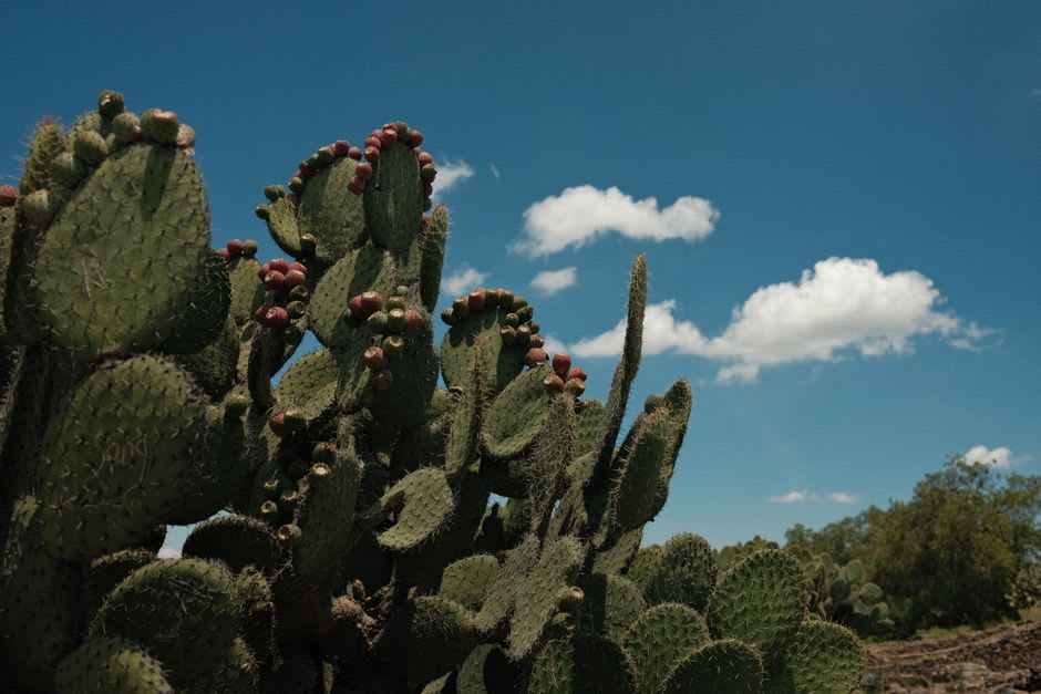 Nopal cactus fields stretching across the high plateau of Milpa Alta at dawn, with a vendor trimming paddles at a wooden stall in the foreground.