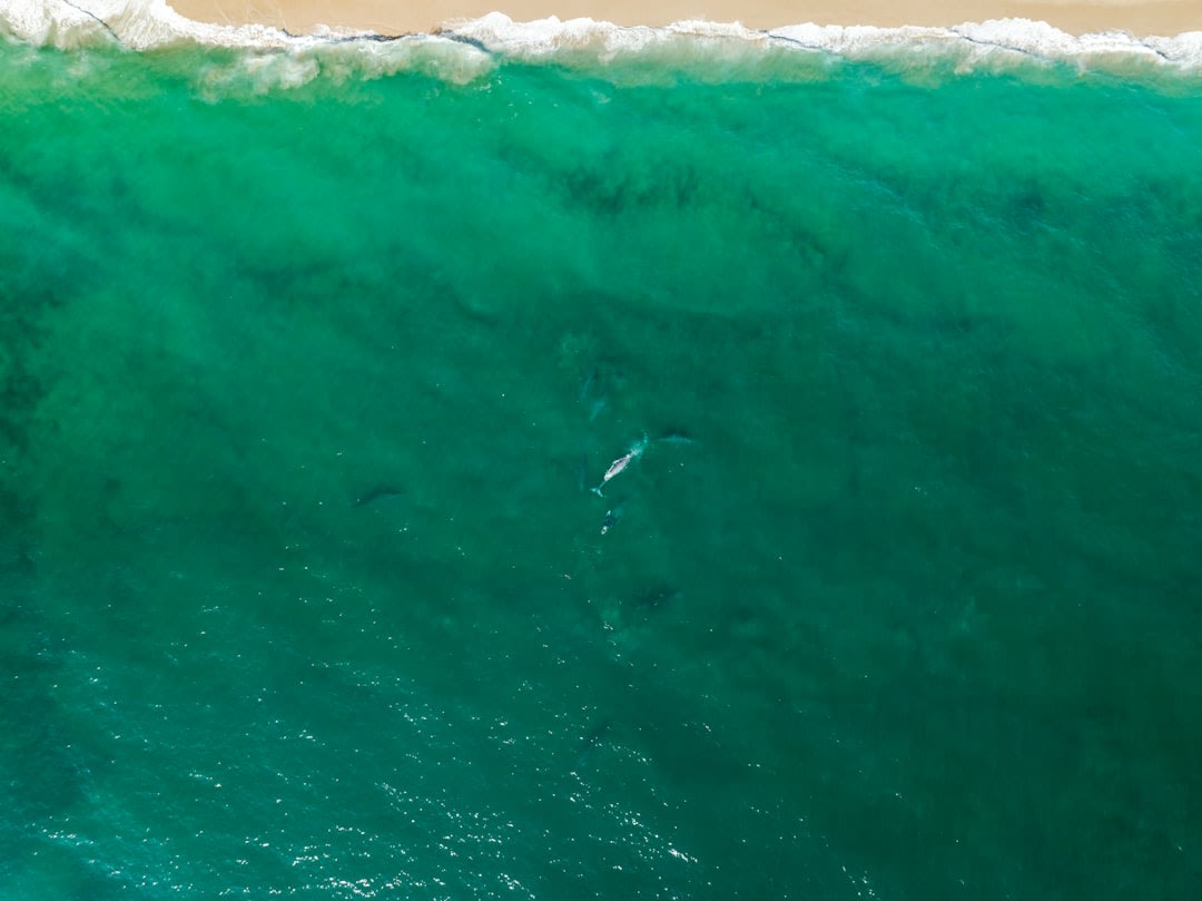 Grey whale surfacing near the outer coast of Punta Abreojos, barnacled back visible above calm water