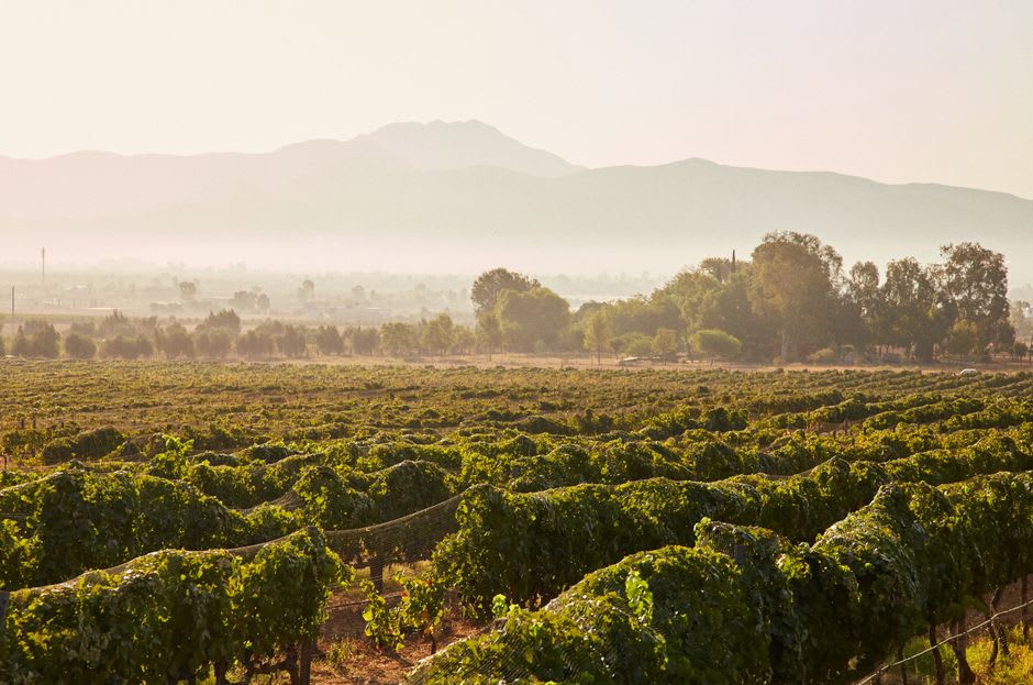 Vineyard rows in the Querétaro wine country at sunset, the Sierra Madre peaks on the horizon, the high-altitude valley catching the late light on the orderly green lines of Cabernet vines