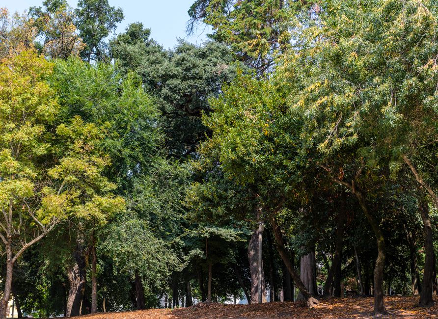 Parque México in Condesa, mature trees and Art Deco apartment facades visible through the canopy, morning light on the running path