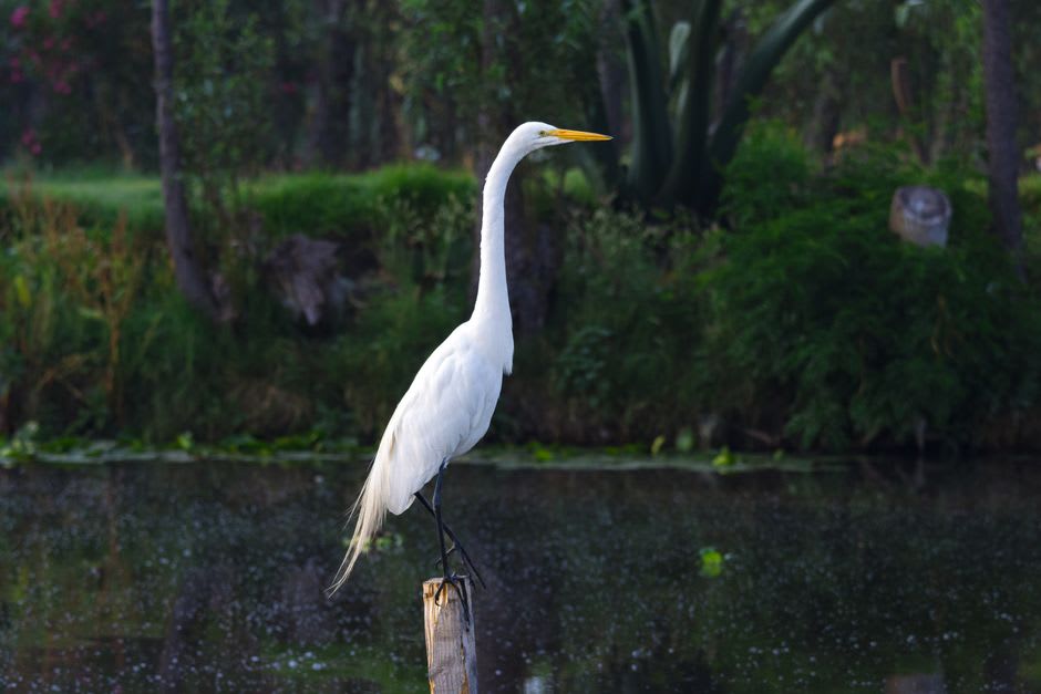 Early morning mist over the Ciénega de Chapala wetland, a great egret standing in the shallows