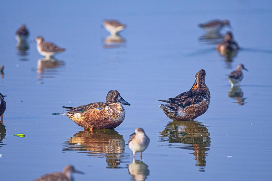 Dawn light over the Laguna Madre with thousands of redhead ducks rafting on the still water