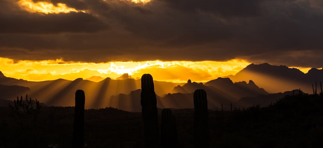 The Baja California desert at the San Ignacio Lagoon camp at sunset, the cardon cacti in silhouette against the orange sky, the lagoon water visible between the desert vegetation, the remote wilderness of the Vizcaíno reserve