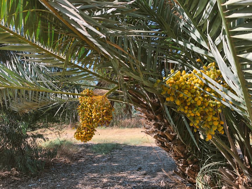 Date palms rising above the San Ignacio oasis with pale desert hills in the background at late afternoon