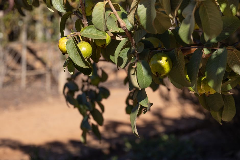 Hillside orchards above San José de Gracia, rows of guava and quince trees descending toward the bowl of the town below
