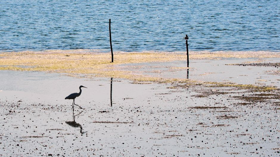 The San José del Cabo estuary in the morning, a great blue heron standing in shallow water between reed beds, a resort hotel visible in the distance beyond the far bank