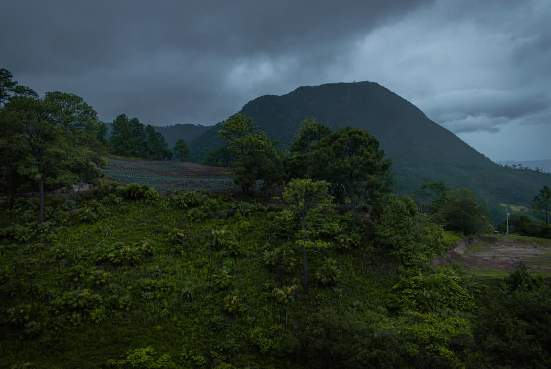 A mountain meadow above San José del Pacífico in the Oaxacan cloud forest, wildflowers and pine trees in the mist, the village visible below the ridge, the mountains of the Sierra Juárez disappearing into cloud on all sides