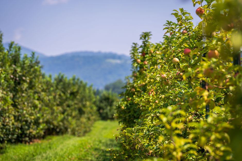 Rows of apple trees in an orchard in the Papasquiaro valley, pine-forested hills visible on the slopes above, fruit visible on the branches