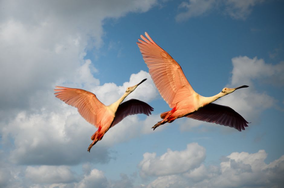 Frigatebirds circling on thermals above the coastal lagoon at Sian Ka'an with a strip of mangrove shoreline below