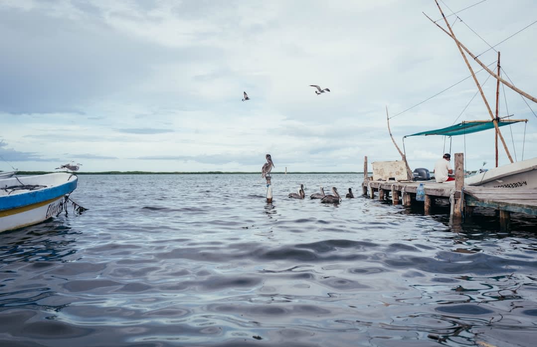Freshly caught octopus on the Sisal beach at morning, the fishing boats behind, a fisherman sorting the catch before the buyers arrive, the Gulf of Mexico behind and the 18th-century fort visible in the distance