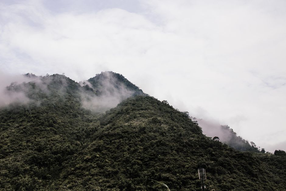 Wild orchids and cloud forest vegetation on a hillside trail above Tacotalpa, diffuse mist in the background