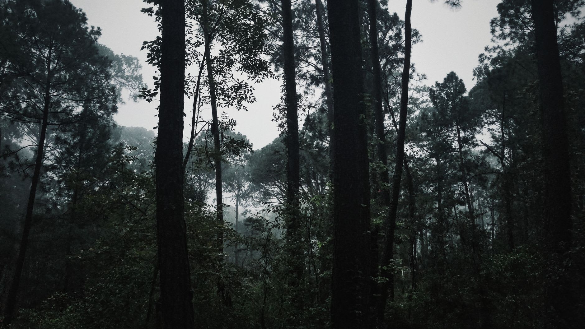 The Salto de Nogal waterfall near Tapalpa, the 105-meter cascade of the Río Nogal falling through a basalt canyon in the pine forest of the Jalisco sierra, the mist at the base visible, hikers on the viewpoint trail