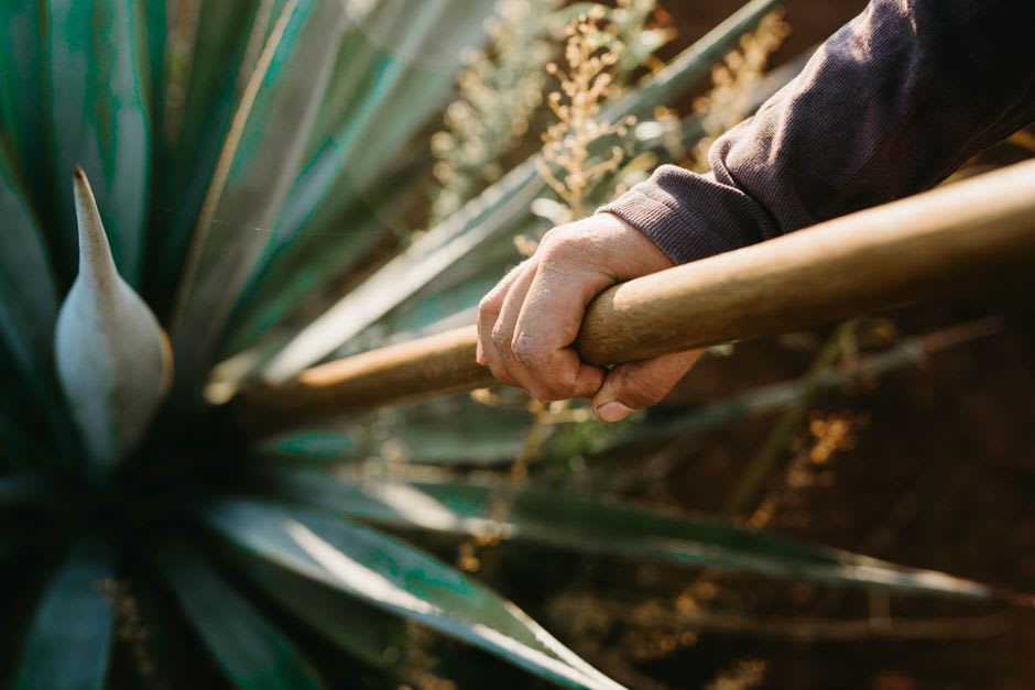 A jimador harvesting blue agave in the Jalisco highlands, using a coa to remove the pencas from a mature plant, the rows of agave extending behind him to the volcanic slopes, the afternoon light on the blue-green rosettes