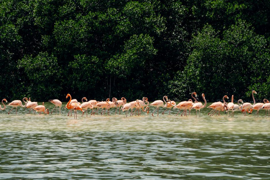 A flock of flamingos standing in the shallow pink-tinged waters of the Río Lagartos estuary at dawn