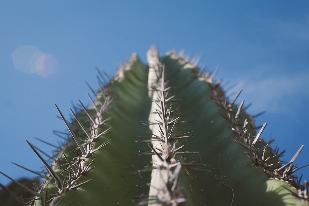 Pale volcanic rock outcrops rising above the cool highland hills of Tlalnepantla, cactus fields spread across the lower slopes