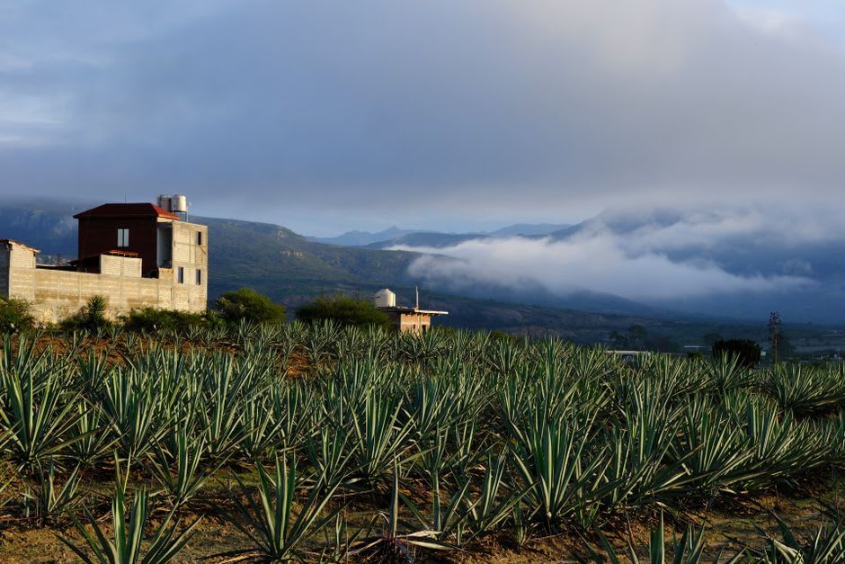 A hillside above Tlaxco with maguey agave plants in pine-oak forest, morning fog in the valley below
