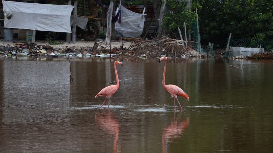 Pelicans standing in a row at the edge of the Topolobampo fish market while vendors clean the morning catch below them