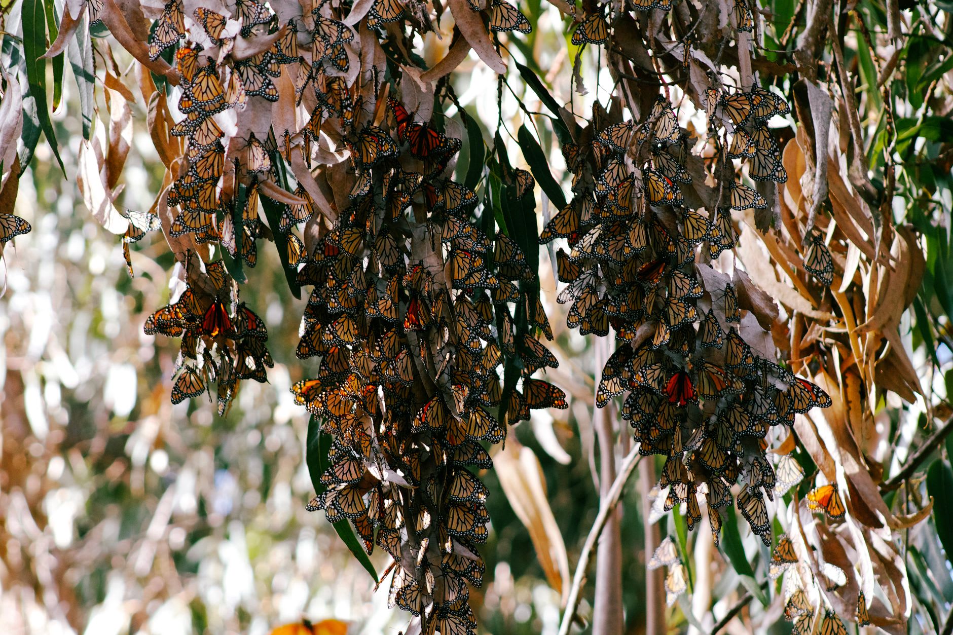 Millions of monarch butterflies on the oyamel fir trees above Valle de Bravo during the winter migration, the trees' branches covered in orange and black, the forest floor carpeted with resting butterflies, shafts of morning light through the canopy
