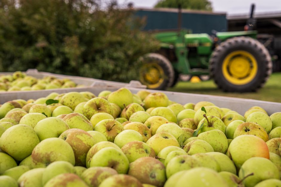 Rows of apple trees heavy with fruit in the harvest season near Vicente Guerrero, Durango