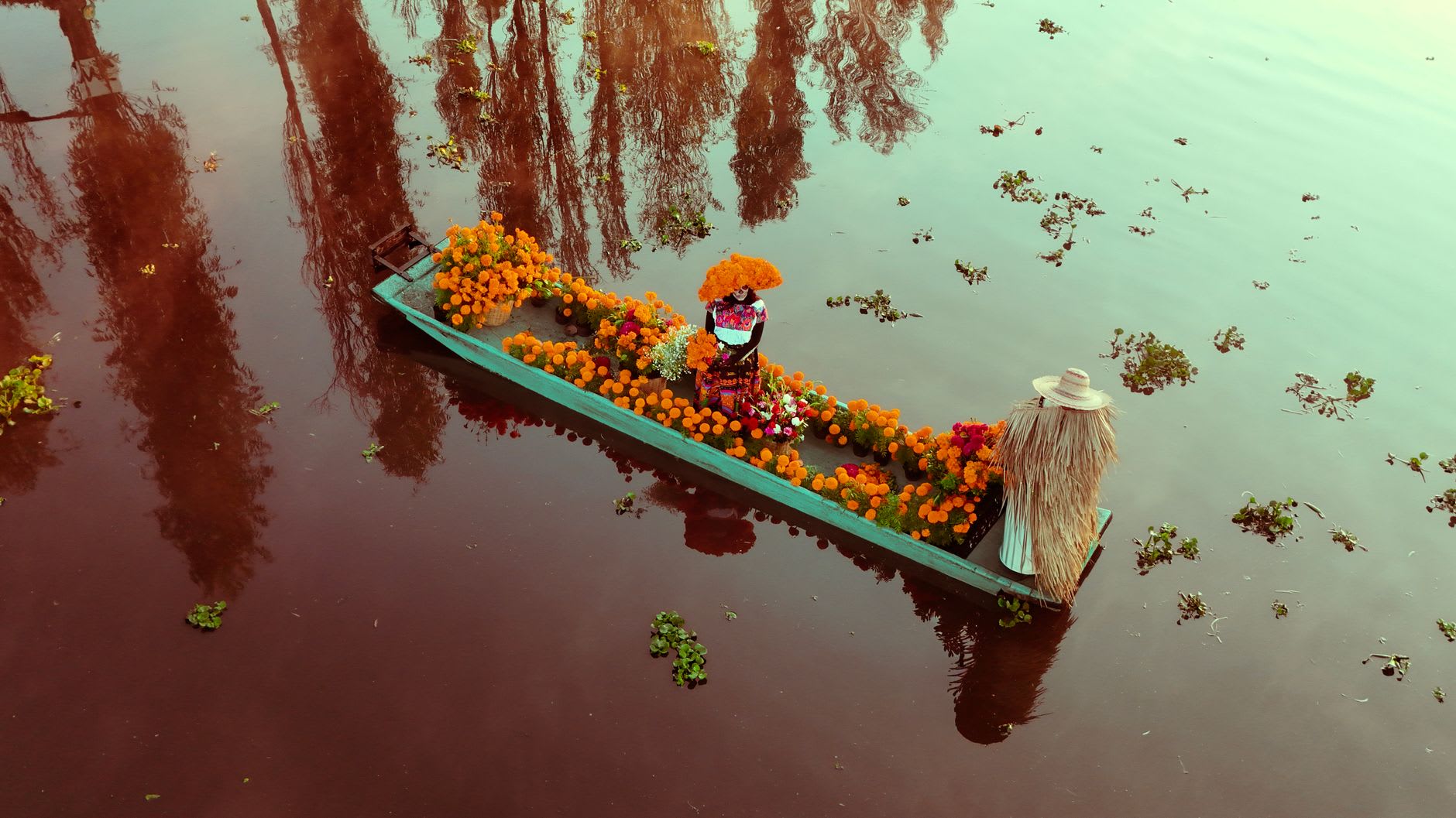 The flower-covered chinampas of Xochimilco with rows of marigolds and dahlias growing on the narrow artificial islands between the canals, a farmer tending the crops