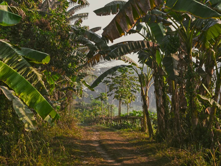 Muddy jungle trail leading through pepper plantations toward Kepirohi Waterfall on Pohnpei