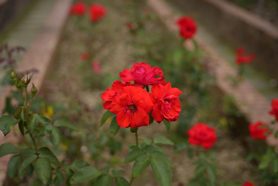 Close-up of deep red and apricot roses in bloom along a garden pathway