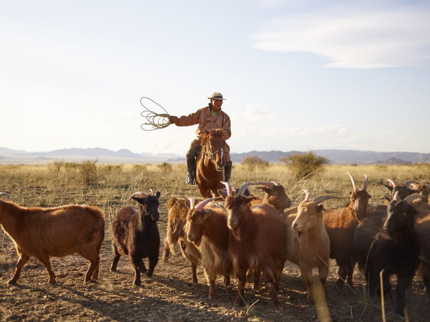 Un marché aux bestiaux poussiéreux à la périphérie d'Arvaikheer avec des moutons, des chèvres et des familles d'éleveurs échangeant des animaux