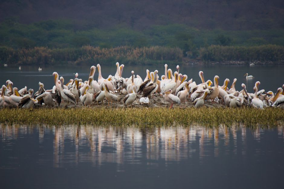 Pélicans frisés flottant sur l'eau libre au sein des roselières du lac Khar Us