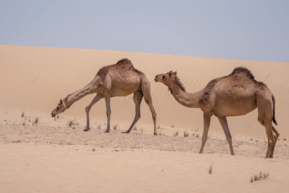 Dunas de arena dorada onduladas bordeadas directamente por pastizal esteparico verde en Mongol Els