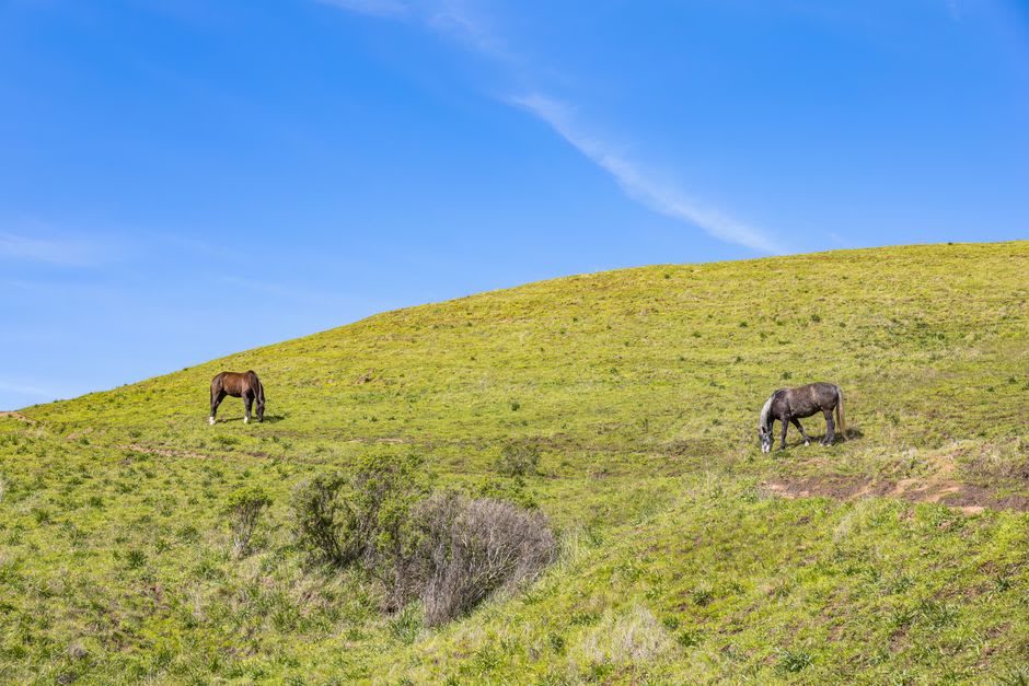 Horses grazing on hillside grassland with mining infrastructure visible in the distance near Nalaikh