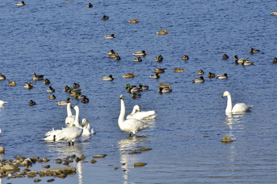 Una bandada de cisnes cantores descansando en la superficie tranquila del lago Ugii al anochecer